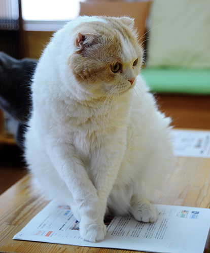 ルイ（スコティッシュフォールド）も古参スタッフ