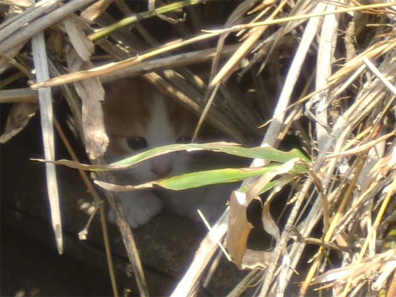 『縁側ネコ一家　ありのままハハケルとマイケルとミカンたち』（さくら舎）より