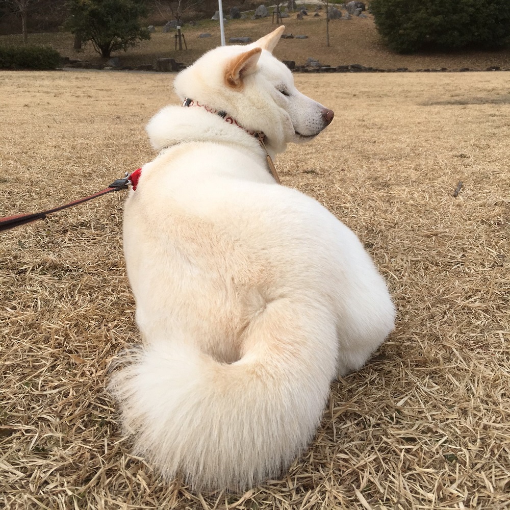 しっぽはさらなり。