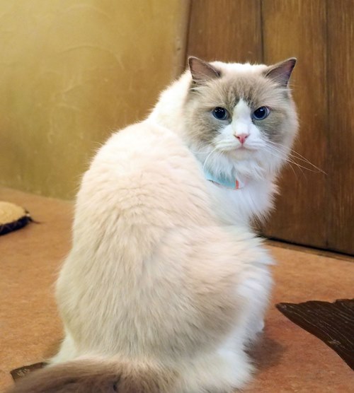 「ねこ検定ガイドBOOK」猫の歴史（品種図鑑）より