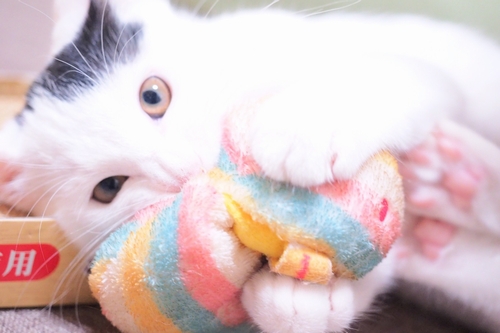 「僕、かわいい？」（ライブ仲間が自宅で撮影）