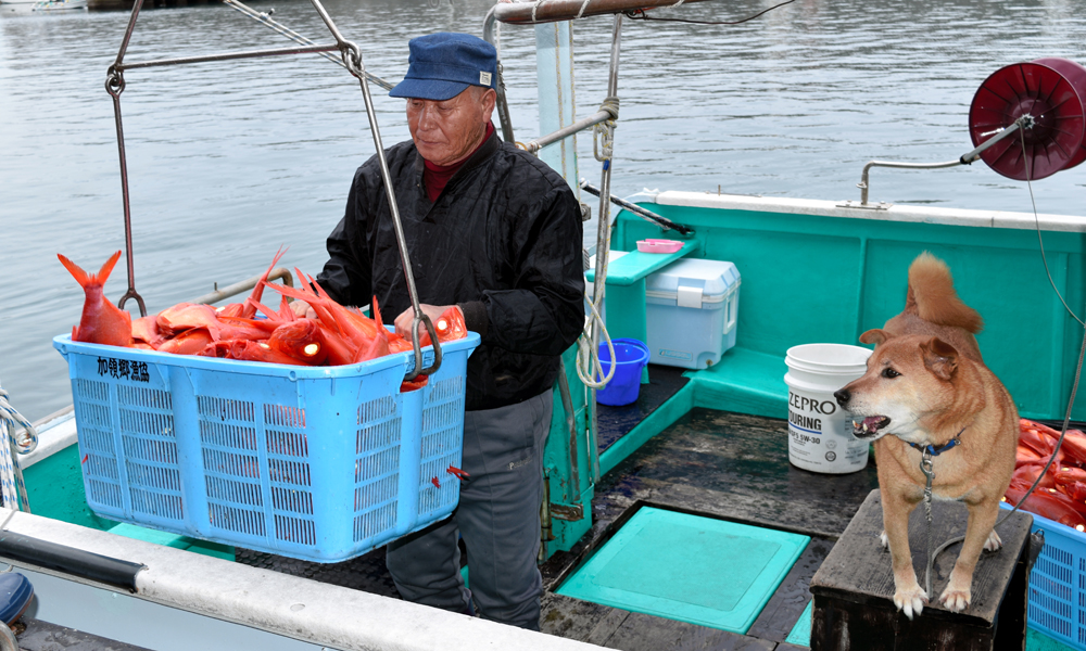大海に愛犬とふたりきり 12年間、漁に出続ける老人と犬 「犬や猫ともっと幸せに」をコンセプトにしたWEBメディア「sippo」