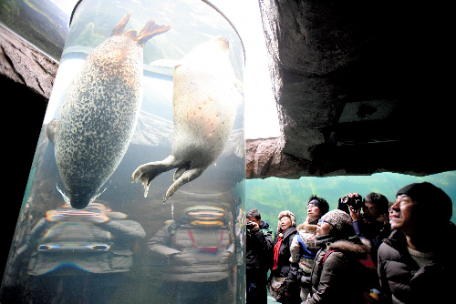 アザラシが円柱水槽を通り抜けると、来園者は歓声を上げていた＝２０１６年１２月、北海道旭川市の旭山動物園