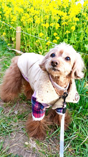 菜の花畑をお散歩♪