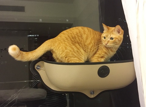 空飛ぶ猫ベッド