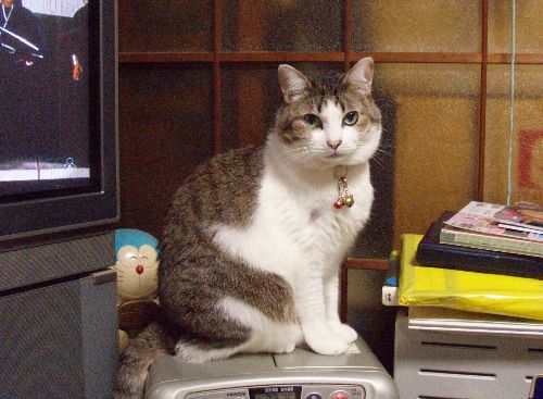 ６畳の居間がミャーたちの猫部屋