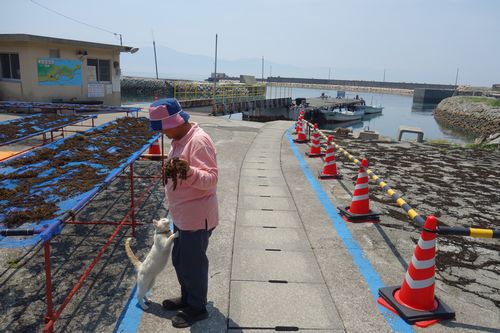 ヒジキの作業をする紙本さんに甘える猫