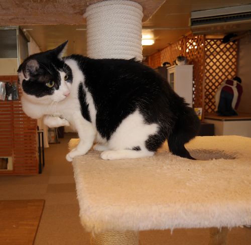 事故で前足が固まったままの雄猫。（新たな家族が見つかりました）