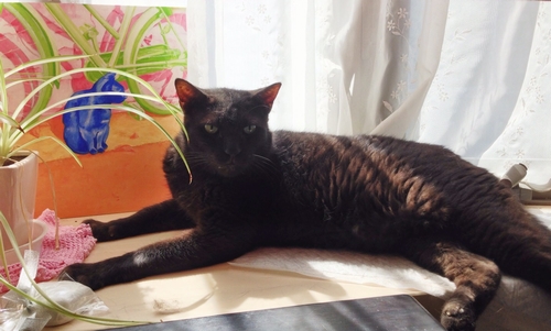 愛さんの部屋でくつろぐクロ（絵は学生時代に描いたもの）