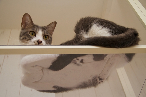 優雅な猫の裏側　　（辰巳出版/ 芳澤ルミ子）