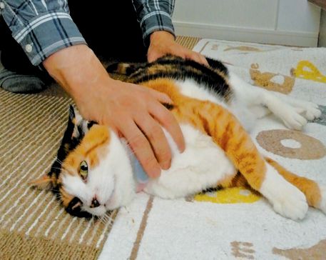 ネコリパブリックから引き取られ、新しい家で暮らすマロン