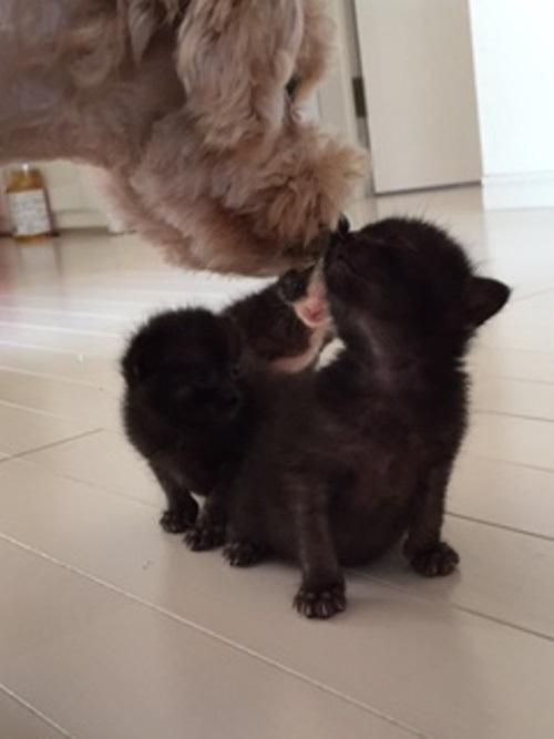 ミー吉と、初めて鼻であいさつするバニラ