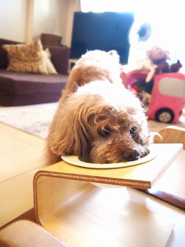 今日もあっという間に完食！