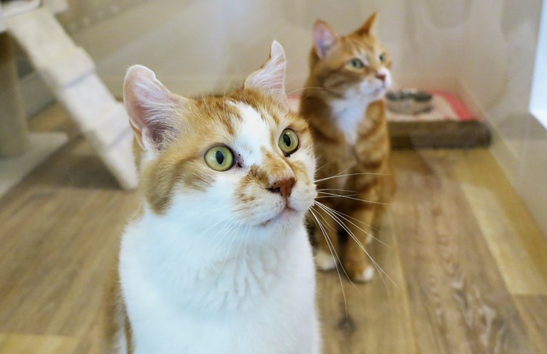 猫コーナーにいる、うにと、トロ