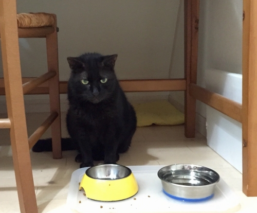 机の下がお気にいりの居場所