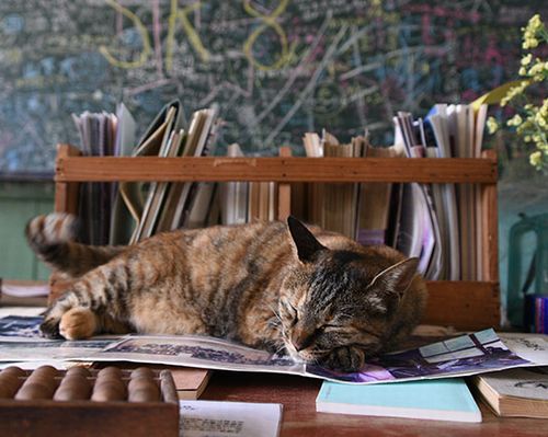 柔らかな光が射す職員室の机の上も、快適なお昼寝場所