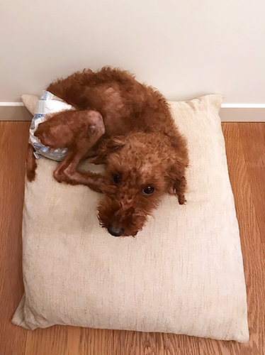 引き取った当初、毛はまばらでガリガリに痩せていた