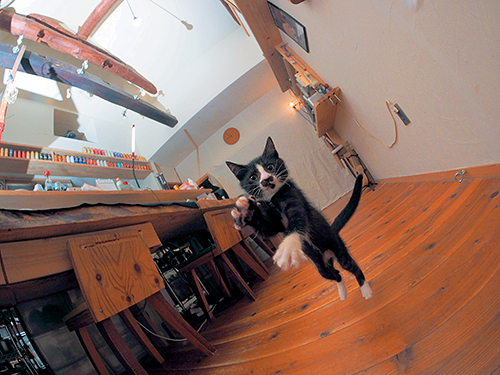 「はちわれ兄弟」から　(Ｃ)主婦と生活社／久方広之