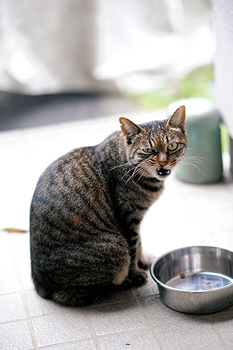 ぽーが憧れた外猫「みよこ」さま　扶桑社/(C)太田康介