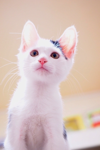 あどけない表情（ライブ仲間が自宅で撮影）