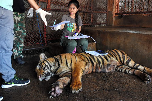 約３２０頭のトラを飼うタイ中部チョンブリ県の動物園で、ＤＮＡ型をデータベース化するため、眠らせたトラの血液を採取する獣医師ら＝２０１６年１０月