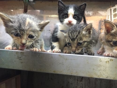 天から降ってきた子猫 小さなキジ猫 はっぴー に出会った Sippo シッポ