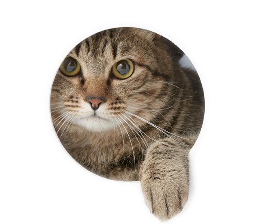 考えれば猫なで声ではない、なでられ声である