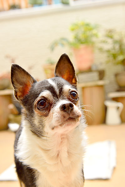 『チワワスタイル』から