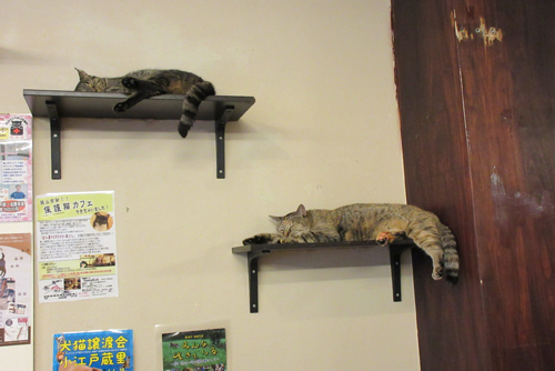 高いところがお気に入り