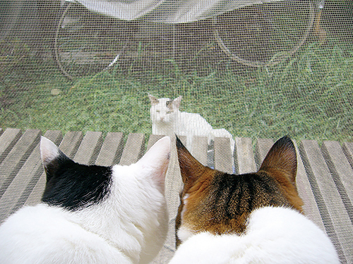 ぽーに興味津々のとら（右）とまる　扶桑社/(C)太田康介