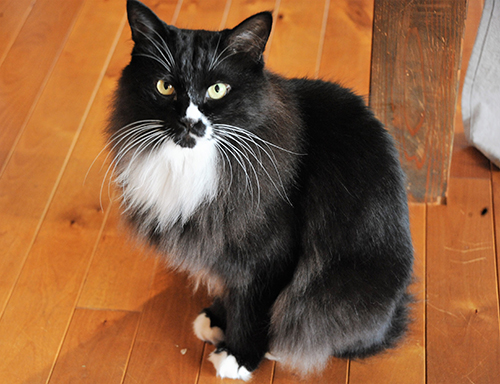 ごるごは威厳がある風貌