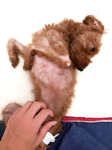 引き取った当初から甘えんぼう