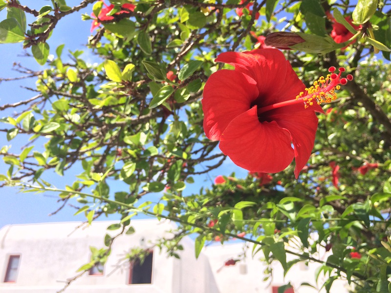 5月下旬にはハイビスカスがほぼ満開に