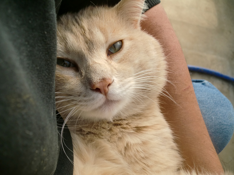 『縁側ネコ一家　ありのままハハケルとマイケルとミカンたち』（さくら舎）より