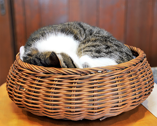 かごの中がももの定位置