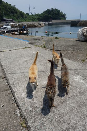 みんなで歩く猫たち