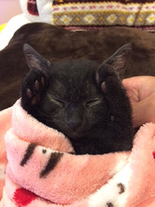 万歳しながら寝てしまった？ひょうきんなミー吉