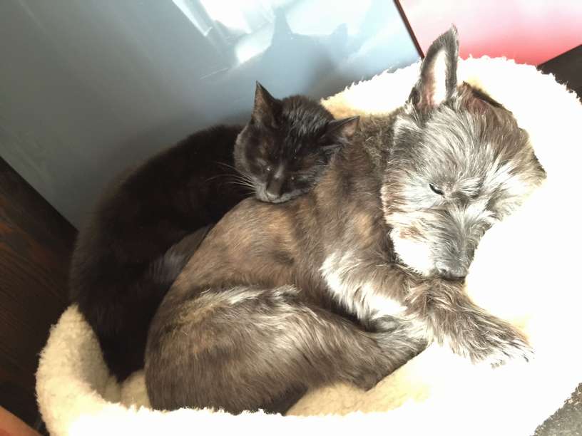 石榴は、リッツとひっついてお昼寝することも＝１５年１１月