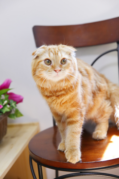 写真協力／ビークラブ猫店