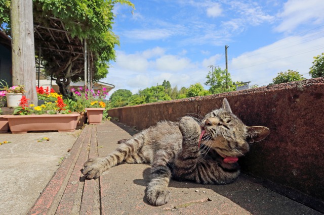 「駅猫Diary」より＝洋泉社提供