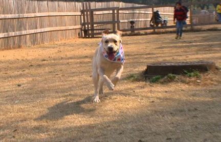 本気（まじ）に走ると速いのよ―