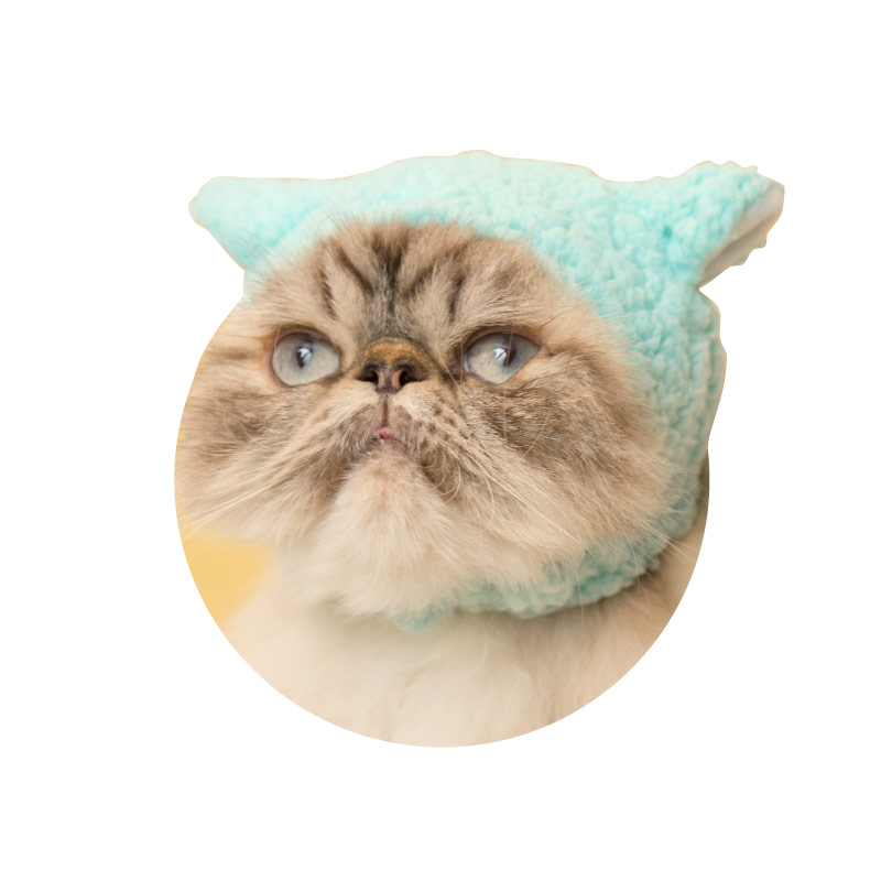撮影：猫写真家・石原さくら　撮影協力：猫カフェ「猫家」川越店