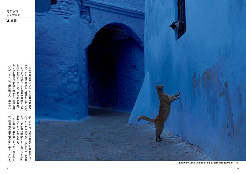 「世界のねこみち」から