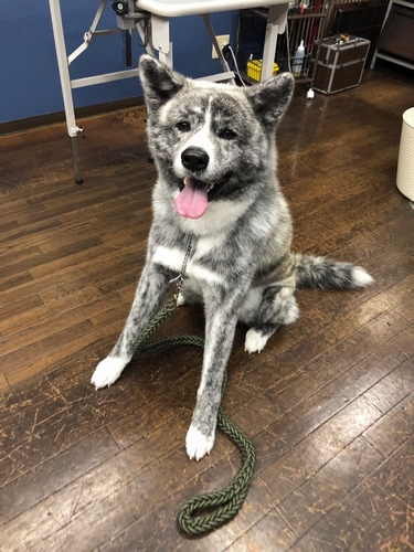 ひたすら無邪気な若い凜です