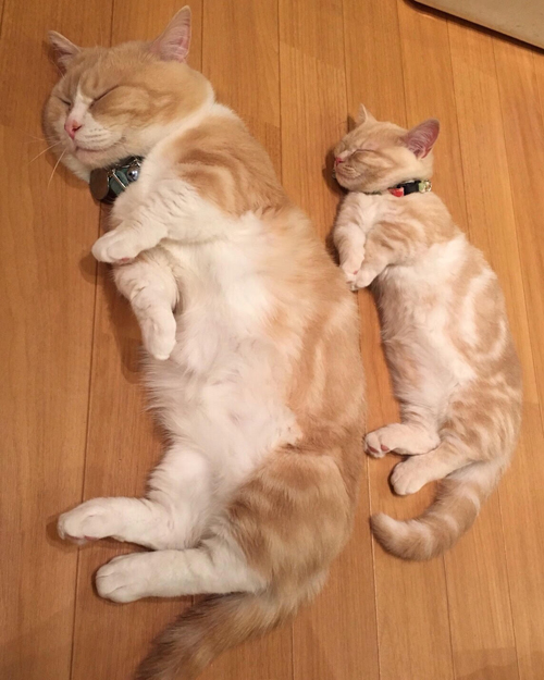 シンクロ率100%さすが親子＝主婦の友社提供