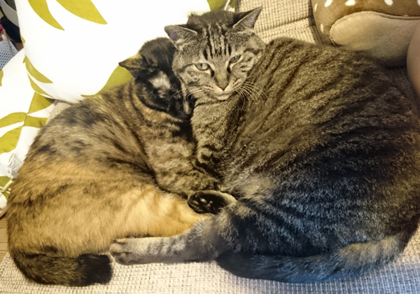 ハート形にも見える？