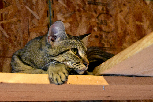 考え事をしているような表情の猫