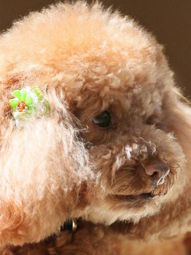 トイプードル＝竹谷俊之撮影 