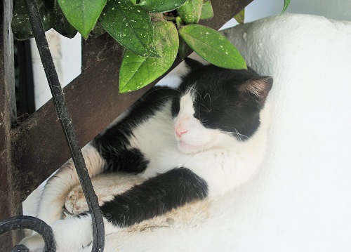 「今日も暑いよねえ…」と日陰の階段にのびている子を発見（ホラ）