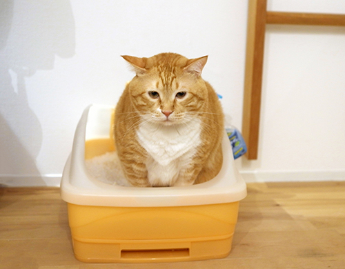 ちょっと失礼して